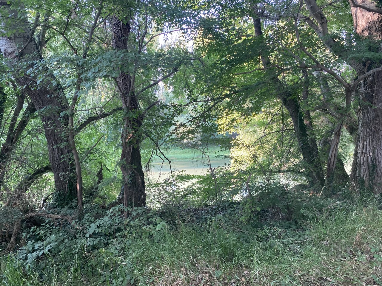 Árboles y vegetación junto a un río tranquilo.