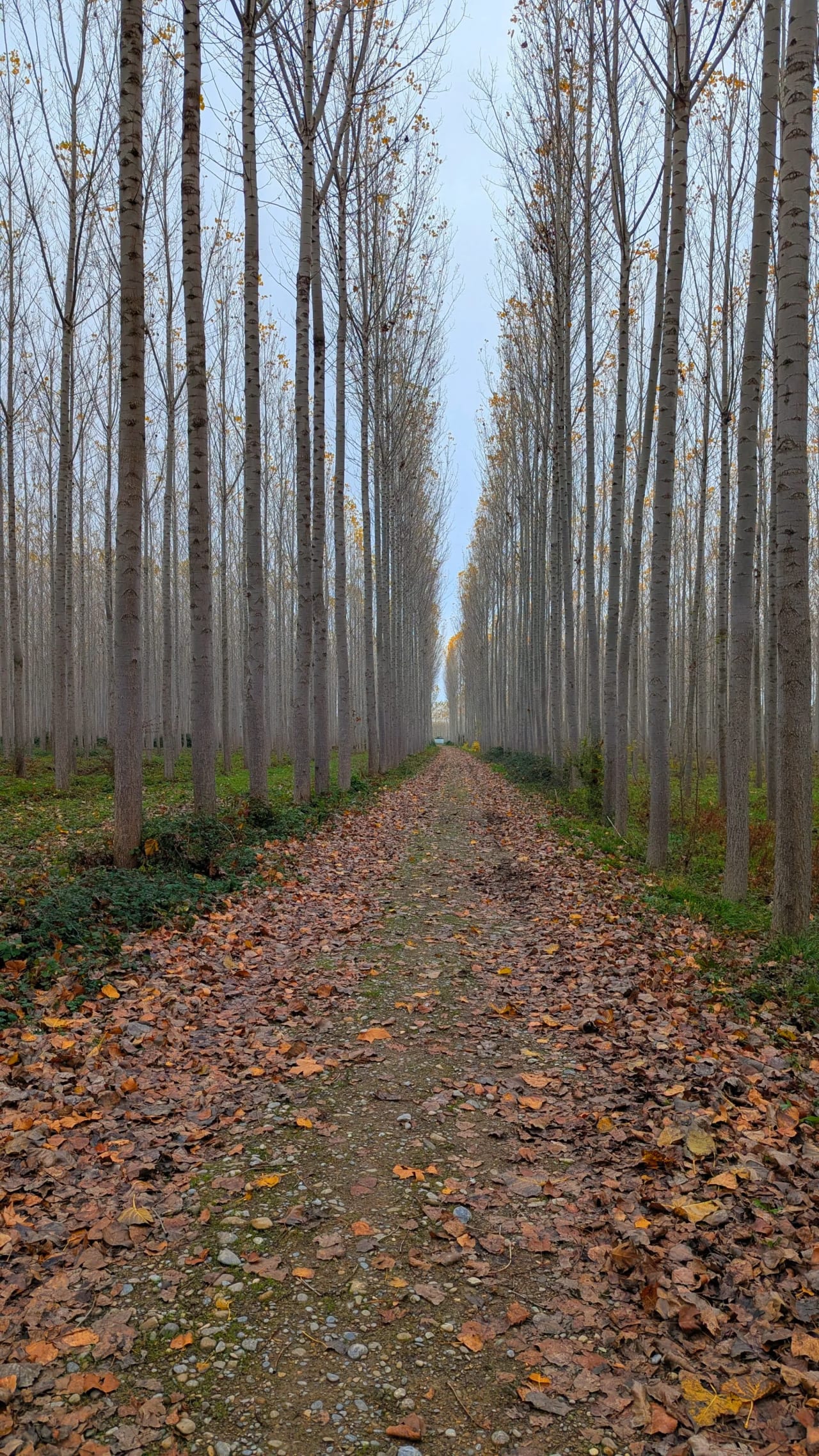 Sendero de tierra rodeado de árboles altos y delgados con hojas amarillas y marrones en el suelo.