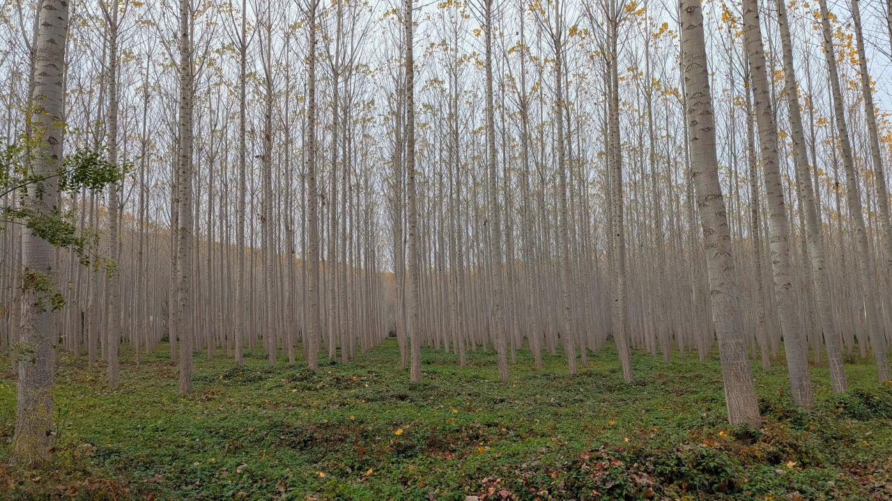 Bosque de árboles delgados y altos con troncos grises y follaje verde en el suelo.