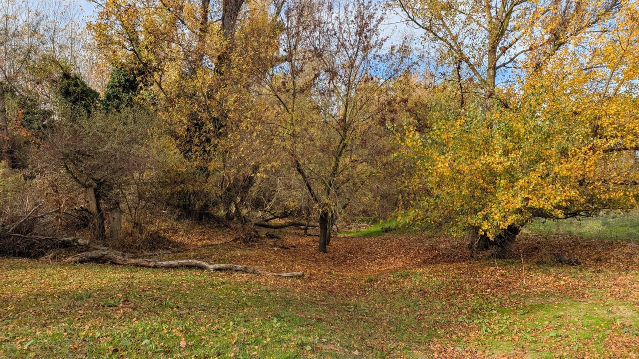 Paisaje otoñal con árboles de hojas amarillas y suelo cubierto de hojas secas.