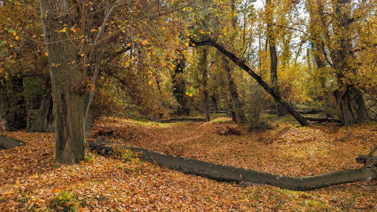Bosque en otoño con árboles de hojas amarillas y troncos caídos en el suelo.