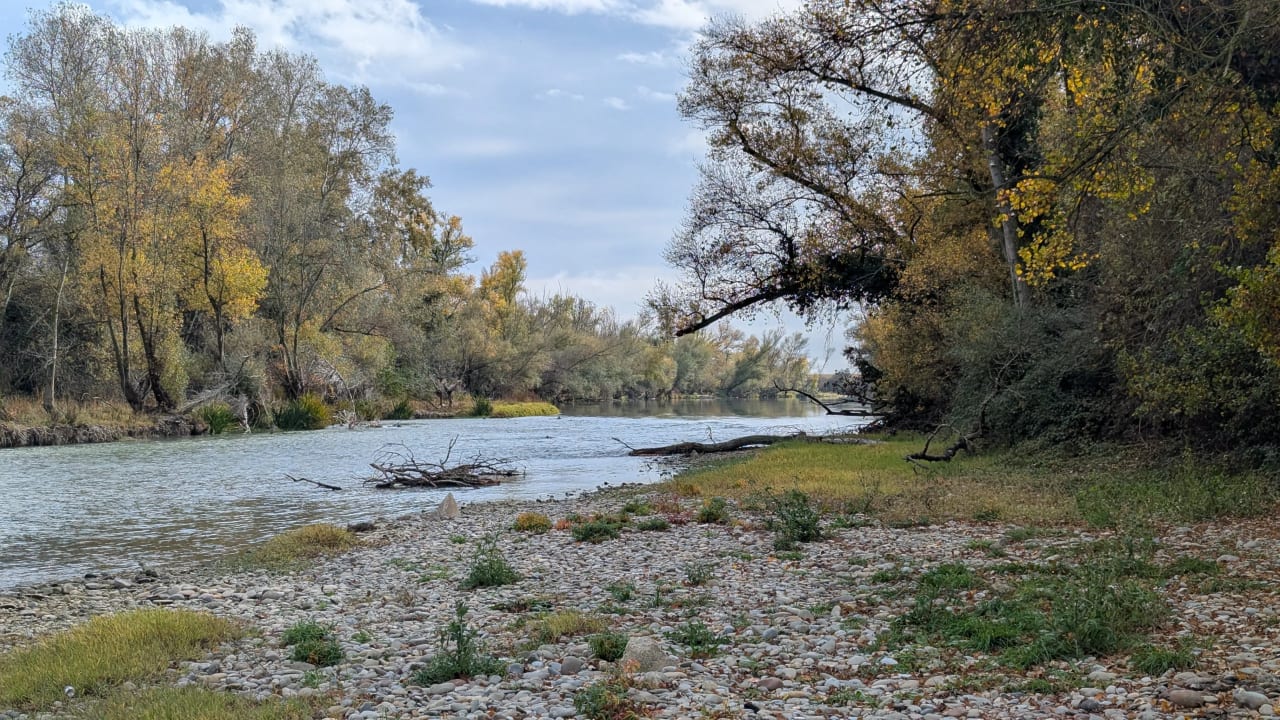 Río sereno rodeado de árboles con hojas amarillentas en otoño.
