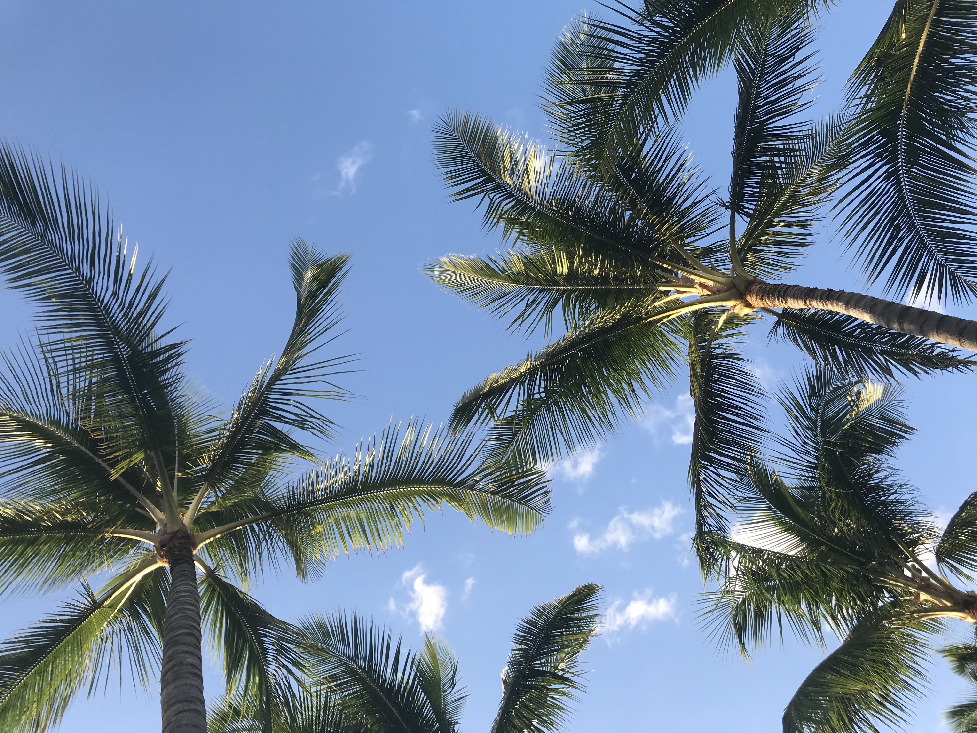 Maui beach 3