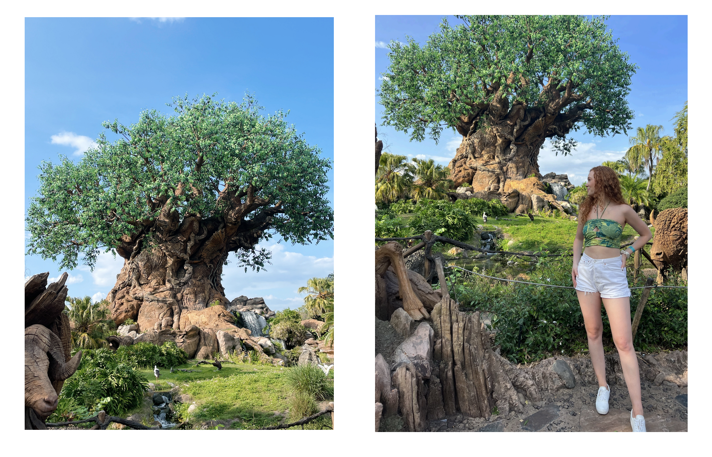 Animal Kingdom