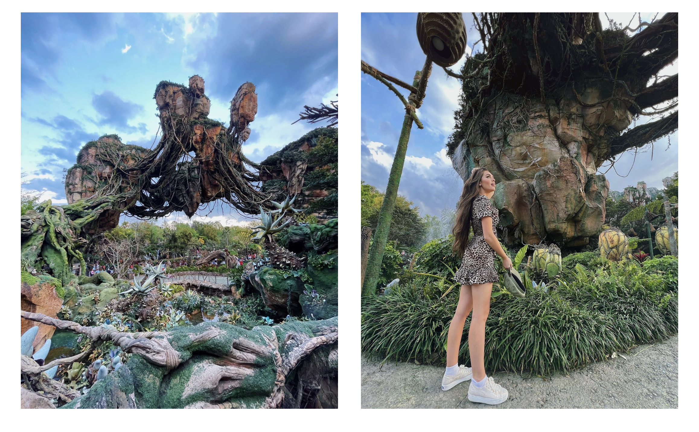 Tree of Life