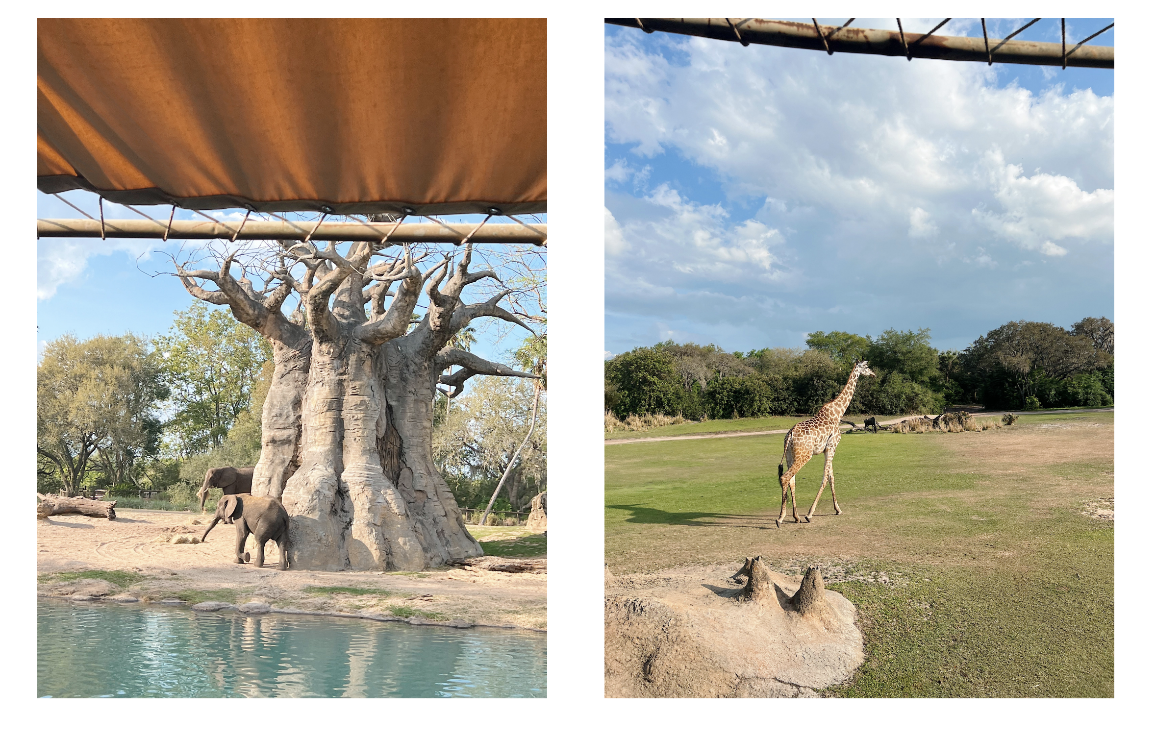 Kilimanjaro Safari