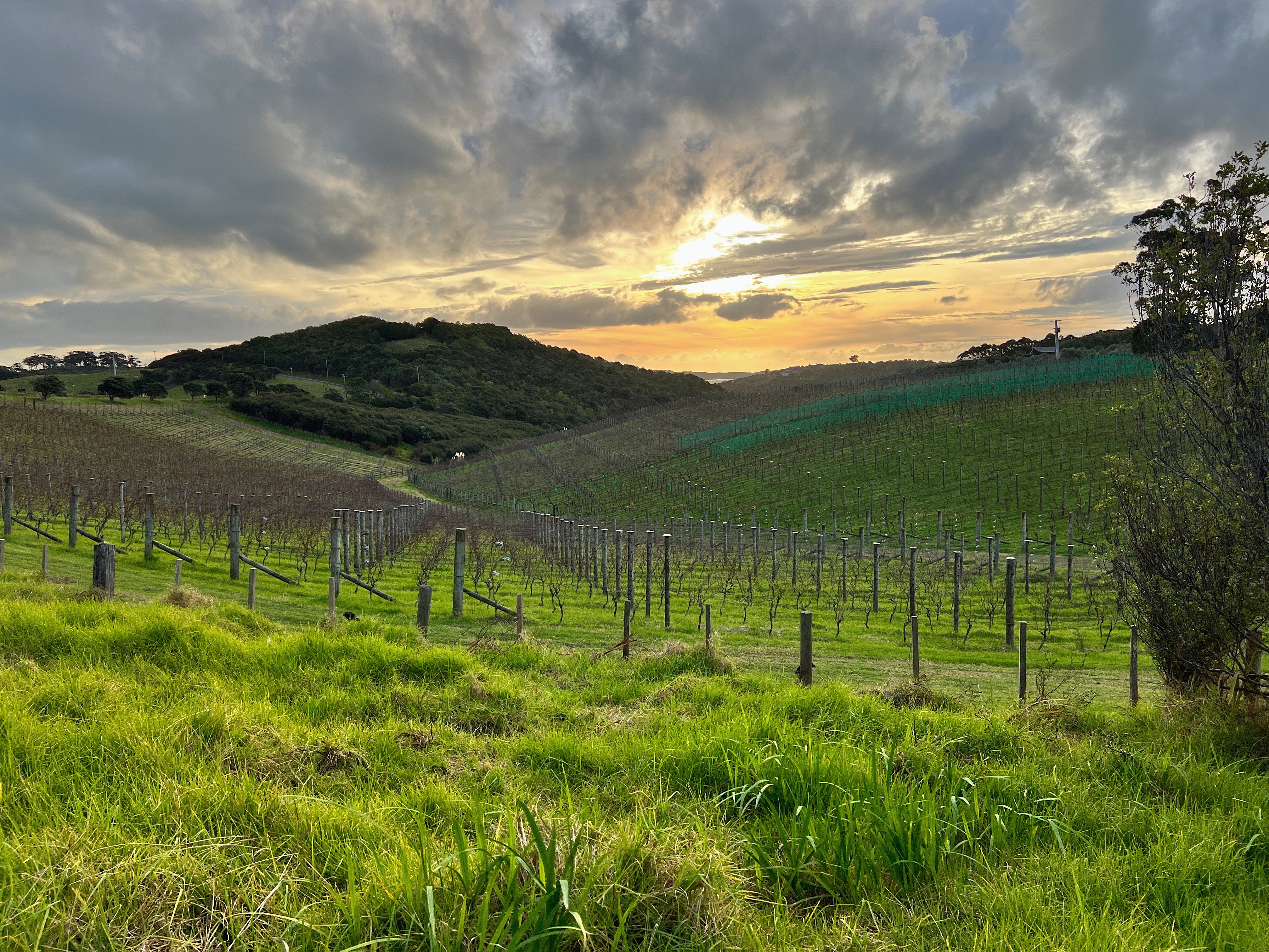 Mudbrick vineyard