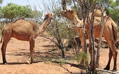 Do not be like camels