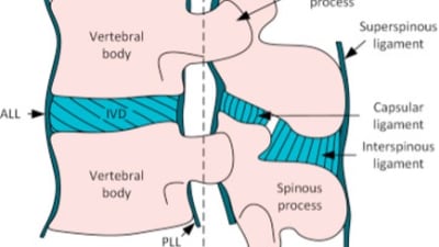 Envelhecimento da coluna vertebral