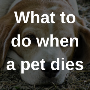 when your pet dies