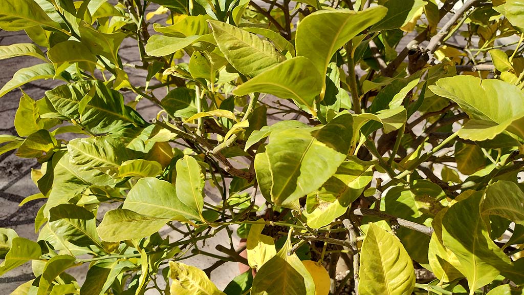 SCHEDE SULL’ECOLOGIA INTEGRALE