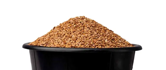 OLO-BEANS