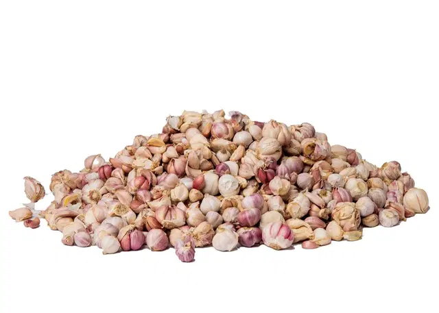 GARLIC