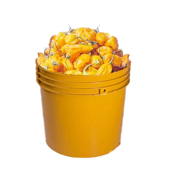 YELLOW PEPPER