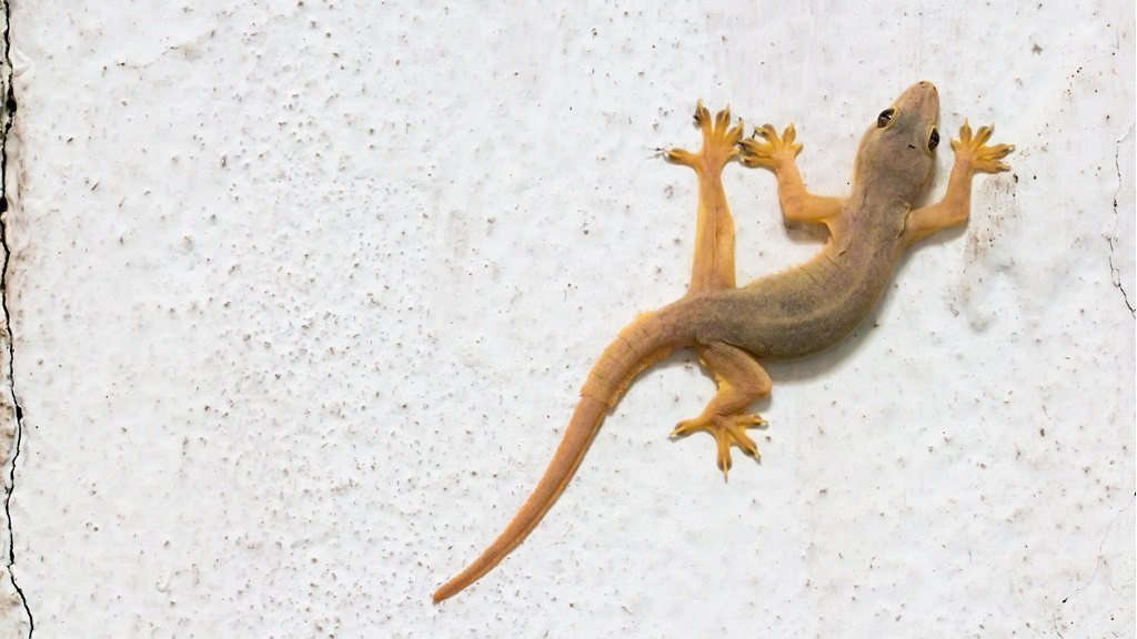 How to Get Rid of Lizards at Home Permanently: Proven Remedies | Pest Guard