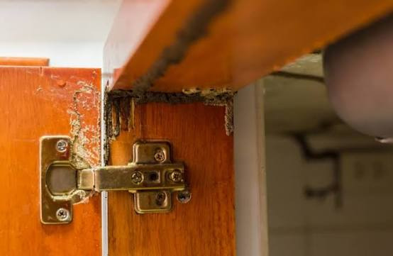 How to Protect Your Modular Kitchen from Termites | Pest Guard
