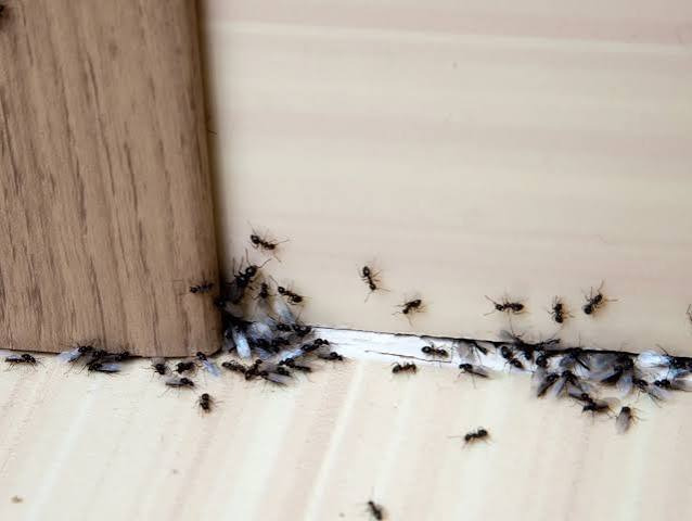 How to Get Rid of Ants in Kitchen: Simple, Permanent Fixes | Pest Guard