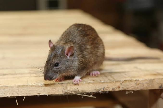 How to Keep Rats Out of Your Car Engine and Balcony | Pest Guard