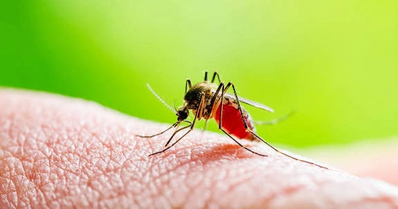 How to Prevent Dengue & Mosquito Breeding at Home: Practical Monsoon Defense | Pest Guard