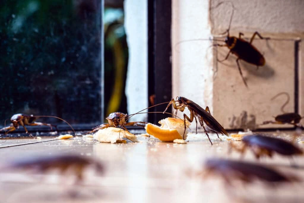 Restaurant & Commercial Kitchen Pest Control: FSSAI Compliance & Audit Checklist | Pest Guard
