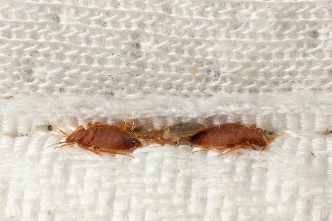 How to Prevent Bed Bugs While Traveling & Stop Infesting Your Home | Pest Guard