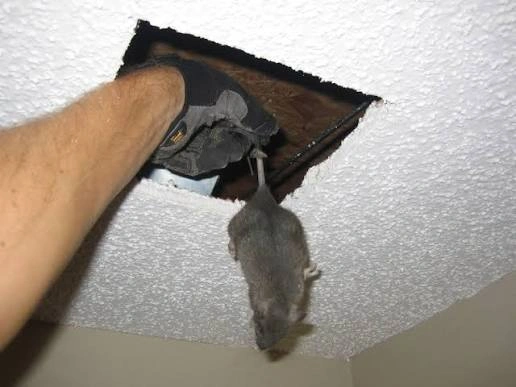 Rats in False Ceiling: Scratching Sounds, Hazards & Safe Removal Tips | Pest Guard