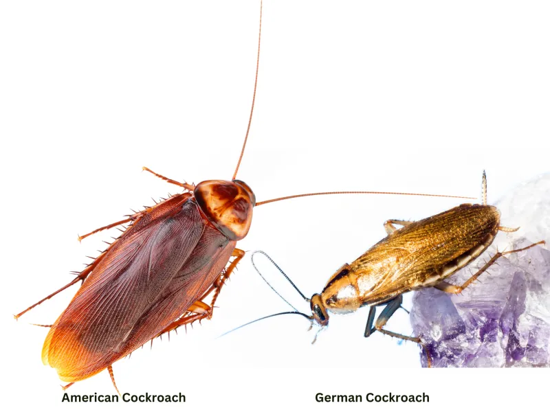 German vs American Cockroaches: Differences, Nesting Habits & Control | Pest Guard