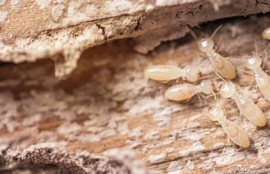 Wood Borer vs Termite: Why Powder Falls from Furniture & How to Treat It | Pest Guard