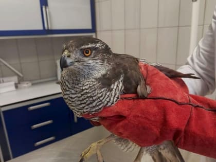 Ветеринары Подмосковья спасают раненого ястреба-тетеревятника
