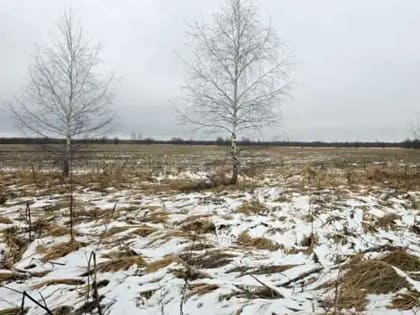 Еще 19 участков земли выставили на продажу в городском округе Ступино