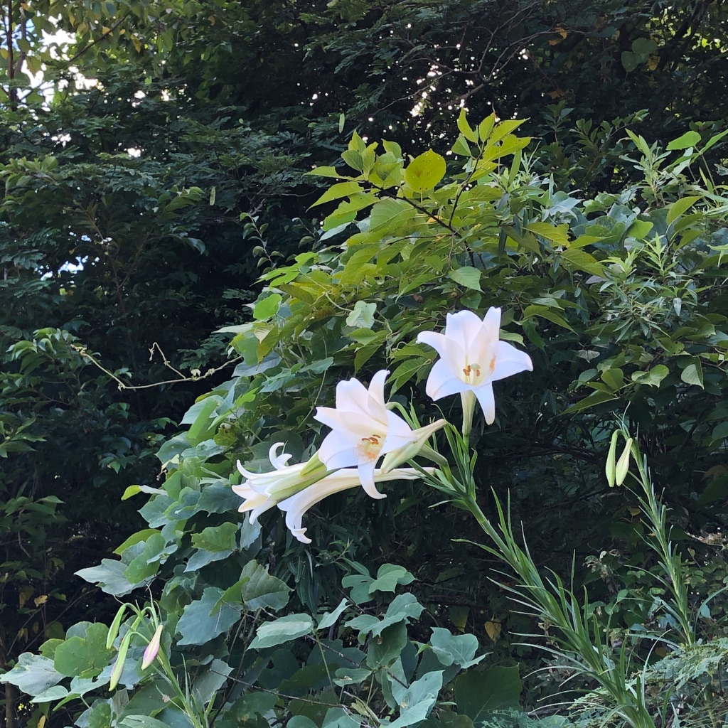 お盆から寝込んでいます。