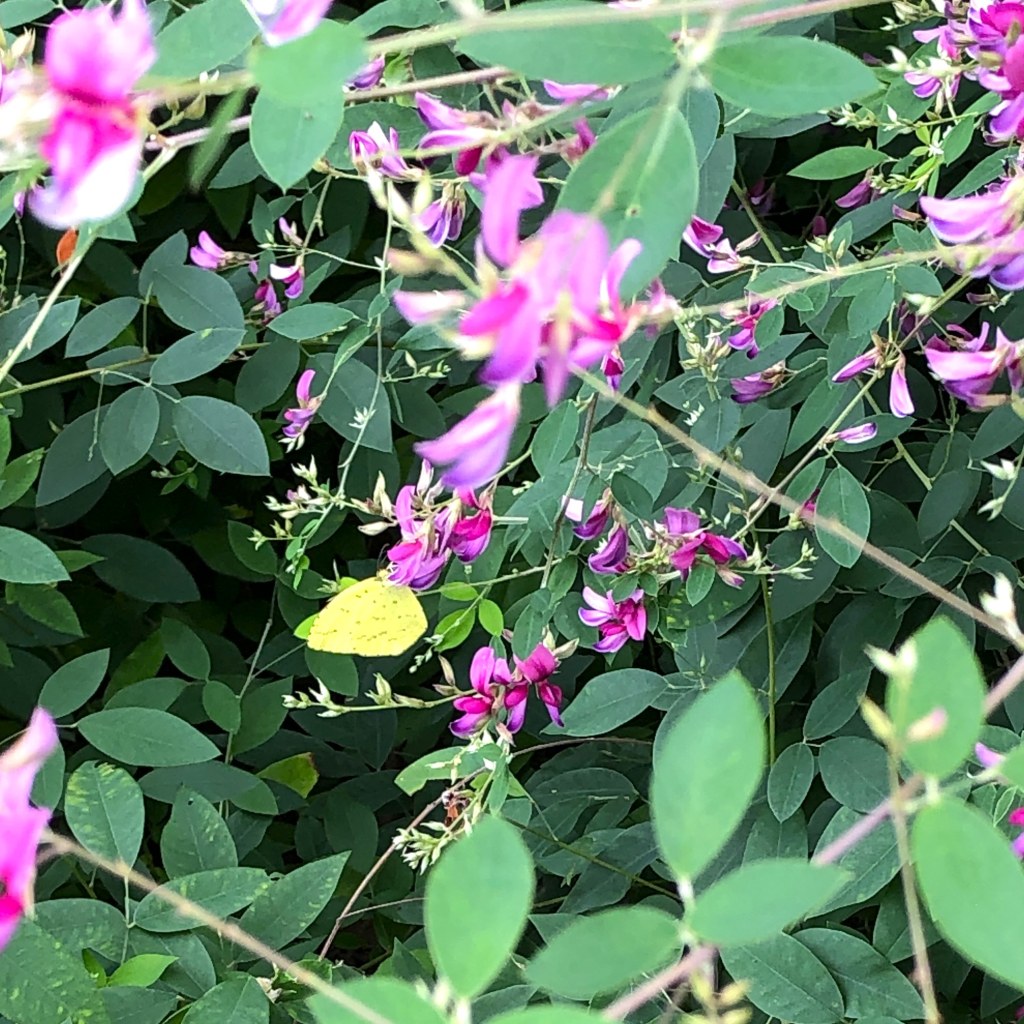 アゲハの幼虫がやってきた!閲覧注意、今日は虫の画像が多めです。