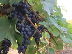 На агрофирме из Темрюкского района ускорят процесс ремонта сельхозтехники