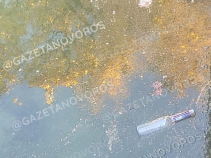 Мутная вода, мусор и грязная пленка: жительница Новороссийска рассказала, в каких условиях живут карпы в пруду парка Фрунзе