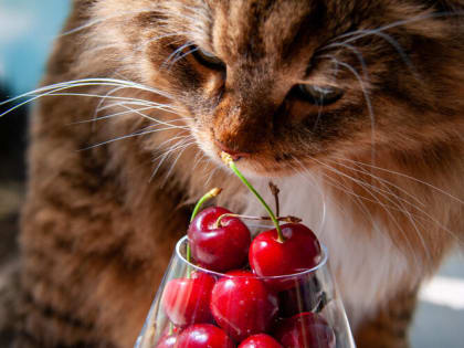 Заморозки не повлияли на урожай черешни на Кубани