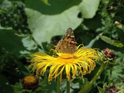 Сочи заполонили репейницы