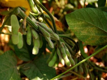 Усть-Лабинский элеватор перевыполнил "соевый" план