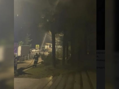 В Сочи из-за запуска фейерверков и петард сгорела пальма