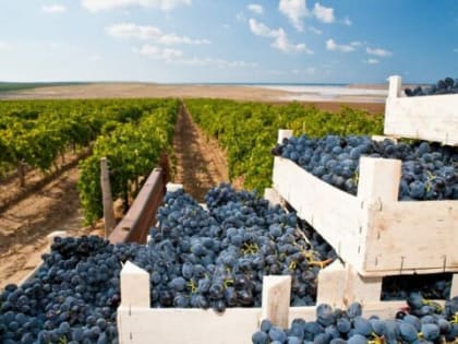 Значимая роль в экономике