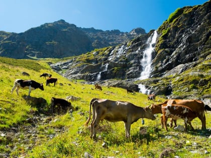 Производителям молока на Кубани увеличат размер субсидий