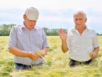 Большого хлеба не ждите...