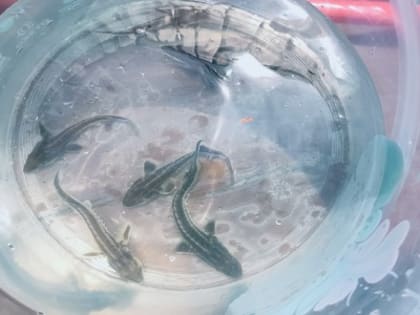 В Сочи восстановили популяцию черноморского лосося