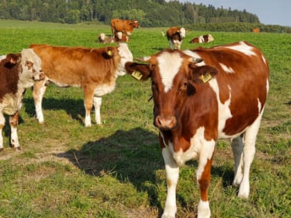 Бурлачко: Кубань вошла в число самых развитых регионов по животноводству