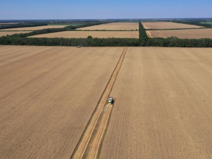 В трёх районах Кубани засуха испортила урожай