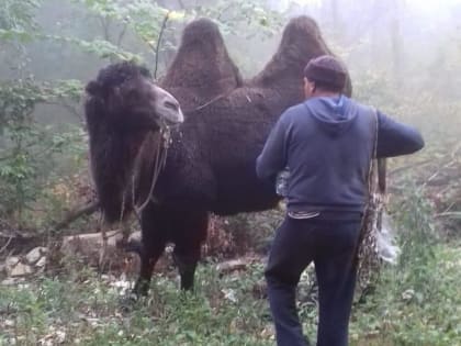 Табун верблюдов и пастух заблудились в тумане в горах под Новороссийском