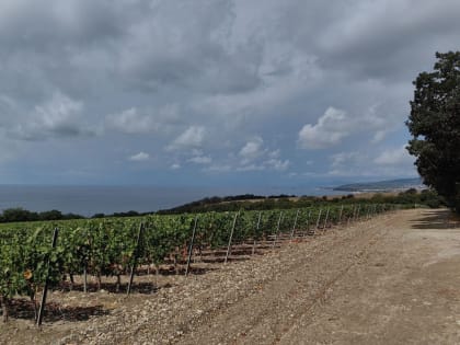 Российский регион: лидер в производстве вина