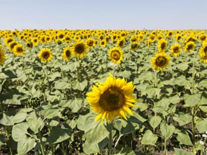 Сбор подсолнечника в Краснодарском крае продолжается