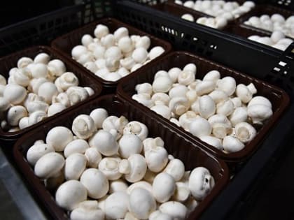 Выращивание грибов на Кубани набирает обороты