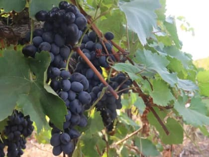 На агрофирме из Темрюкского района ускорят процесс ремонта сельхозтехники