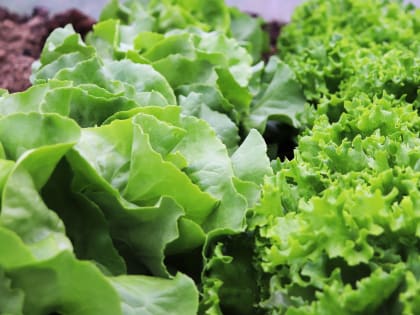 В пригороде Новороссийска построили 196 теплиц для «Салатов с моря»